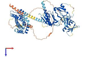 FGD2 Protein (AA 1-655) (His tag)