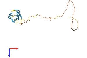 SRSF3 Protein (AA 1-164) (His tag)