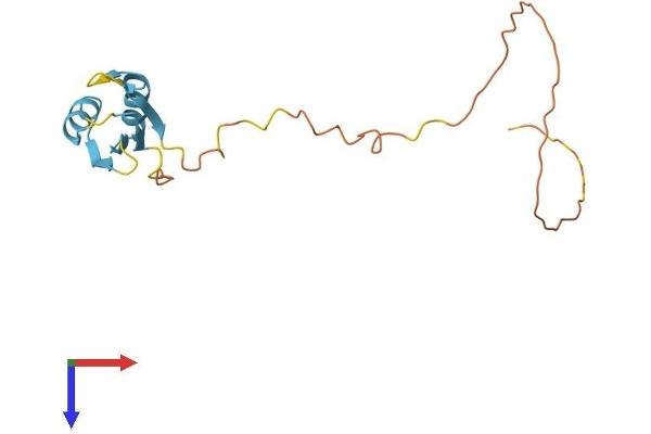 SRSF3 Protein (AA 1-164) (His tag)