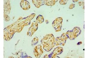 Immunohistochemistry of paraffin-embedded human placenta tissue using ABIN7145678 at dilution of 1:100 (BST2 Antikörper  (AA 49-161))