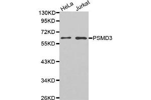 Western blot analysis of extracts of various cell lines, using PSMD3 antibody. (PSMD3 Antikörper)