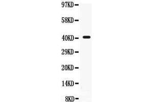 Anti- CD55 Picoband antibody, Western blotting All lanes: Anti CD55  at 0. (CD55 Antikörper  (AA 35-347))