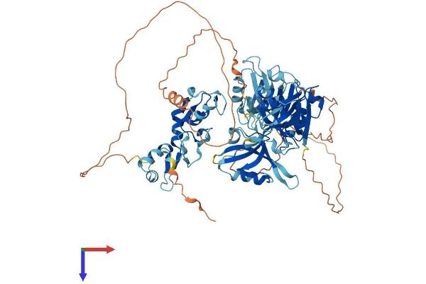 LNX1 Protein (AA 1-728) (His tag)
