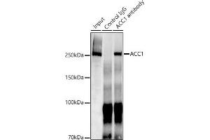 Immunoprecipitation (IP) image for anti-Acetyl-CoA Carboxylase alpha (ACACA) antibody (ABIN7265369)