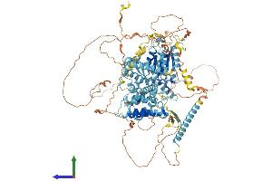 AlphaFold protein structure predicition of Human Recombinant CHTF18 Protein, UniprotID Q8WVB6