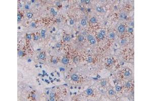 IHC-P analysis of liver tissue, with DAB staining. (HADH Antikörper  (AA 1-236))