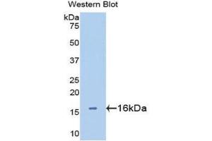 Western Blotting (WB) image for anti-Lectin, Galactoside-Binding, Soluble, 2 (LGALS2) (AA 1-132) antibody (ABIN3201376) (Galectin 2 Antikörper  (AA 1-132))
