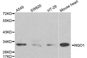 Western blot analysis of extracts of various cell lines, using NQO1 antibody. (NQO1 Antikörper)