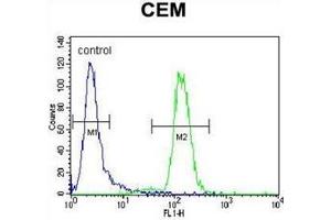 Flow cytometric analysis of CEM cells using DISC1 Antibody (C-term) Cat. (DISC1 Antikörper  (C-Term))