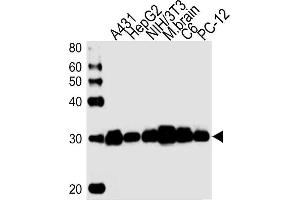 Lane 1: A431 Cell lysates, Lane 2: HepG2 Cell lysates, Lane 3: NIH/3T3 Cell lysates, Lane 4: mouse brain lysates, Lane 5: C6 Cell lysates, Lane 6: PC-12 Cell lysates, probed with YWHAZ (1314CT423. (14-3-3 zeta Antikörper)