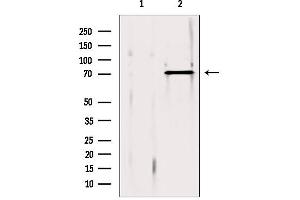 Western blot analysis of extracts from 293, using ERp72 antibody. (PDIA4 Antikörper  (Internal Region))