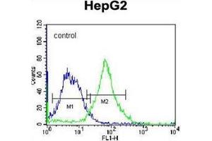 Flow cytometric analysis of K562 cells using FNDC7 Antibody (C-term) Cat. (FNDC7 Antikörper  (C-Term))