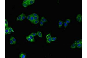 Immunofluorescent analysis of HepG2 cells using ABIN7169015 at dilution of 1:100 and Alexa Fluor 488-congugated AffiniPure Goat Anti-Rabbit IgG(H+L) (BRAF Antikörper  (AA 12-77))