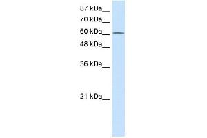 PRMT5 antibody used at 2. (PRMT5 Antikörper  (N-Term))