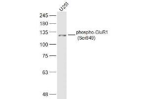 U251 lysates probed with phospho-GluR1 (Ser849) Polyclonal Antibody, Unconjugated  at 1:500 dilution and 4˚C overnight incubation. (Glutamate Receptor 1 Antikörper  (pSer849))