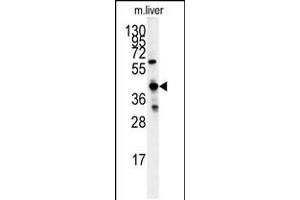 Western blot analysis of GCAT antibody in mouse liver tissue lysates (35ug/lane)