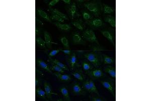 Immunofluorescence (IF) image for anti-NADH Dehydrogenase (Ubiquinone) 1 beta Subcomplex, 4, 15kDa (NDUFB4) (AA 1-90) antibody (ABIN6144476)
