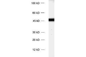 dilution: 1 : 1000, sample: rat brain homogenate (Cnpase Antikörper)