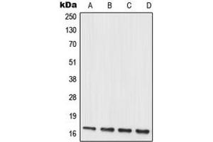Western blot analysis of MRPL20 expression in HUVEC (A), C6 (B), NIH3T3 (C), PC12 (D) whole cell lysates.