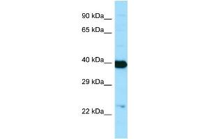 Western Blotting (WB) image for anti-N-Acetylneuraminic Acid Synthase (NANS) (C-Term) antibody (ABIN2790121) (NANS Antikörper  (C-Term))