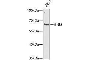 Western blot analysis of extracts of 293T cells, using GNL3 antibody (ABIN6130343, ABIN6141249, ABIN6141250 and ABIN6222113) at 1:1000 dilution. (Nucleostemin Antikörper  (AA 1-240))