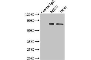Immunoprecipitating MFN1 in Jurkat whole cell lysate Lane 1: Rabbit control IgG instead of (1 μg) instead of ABIN7159967 in Jurkat whole cell lysate. (MFN1 Antikörper  (AA 622-741))