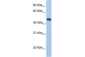 Western Blotting (WB) image for anti-Asparagine-Linked Glycosylation 2, alpha-1,3-Mannosyltransferase Homolog (ALG2) antibody (ABIN2463245) (ALG2 Antikörper)