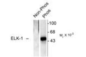 Image no. 1 for anti-ELK1, Member of ETS Oncogene Family (ELK1) (pSer383) antibody (ABIN221173) (ELK1 Antikörper  (pSer383))