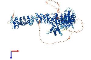 PDS5A Protein (AA 1-1332) (His tag)