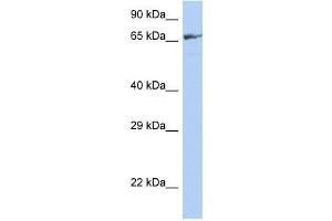 ZNF676 antibody used at 0. (ZNF676 Antikörper  (Middle Region))