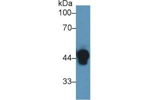Western Blot; Sample: Human Serum; Primary Ab: 1µg/ml Rabbit Anti-Human Hpt Antibody Second Ab: 0.
