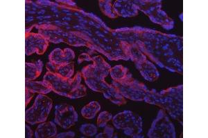 IF analysis of SUMF2 using anti-SUMF2 antibody (ABIN7600954). (SUMF2 Antikörper  (AA 26-301))