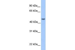 WB Suggested Anti-ASB6 Antibody Titration: 0. (ASB6 Antikörper  (Middle Region))