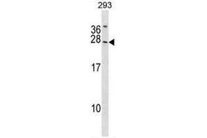 SYNGR2 Antibody (N-term) western blot analysis in 293 cell line lysates (35µg/lane).