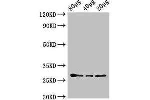 Western Blot Positive WB detected in: Arabidopsis thaliana lysate at 80 μg, 40 μg, 20 μg All lanes: APX2 antibody, HRP conjugated at 0. (L-Ascorbate Peroxidase 2 (APX2) (AA 4-250) Antikörper (HRP))