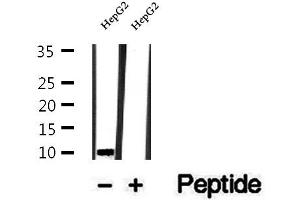 Western blot analysis of extracts of HepG2 cells, using UQCRQ antibody. (UQCRQ Antikörper  (Internal Region))