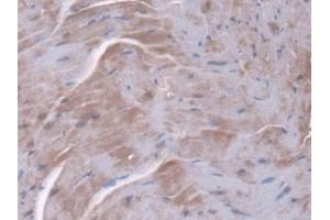 Detection of PPIF in Mouse Heart Tissue using Polyclonal Antibody to Peptidylprolyl Isomerase F (PPIF)