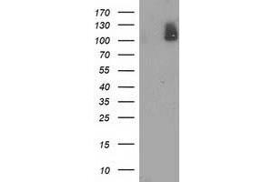 Western Blotting (WB) image for anti-phosphodiesterase 2A, CGMP-Stimulated (PDE2A) antibody (ABIN1500076) (PDE2A Antikörper)