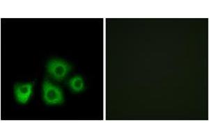 Immunofluorescence analysis of MCF7 cells, using OR5M1/5M10 Antibody. (OR5M1/5M10 Antikörper  (AA 230-279))