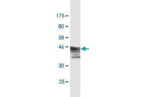 Western Blot detection against Immunogen (47. (HMGB2 Antikörper  (AA 1-195))