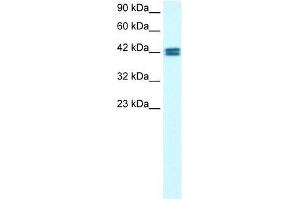 OR13C9 antibody used at 0. (OR13C9 Antikörper  (Middle Region))