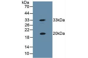Western blot analysis of Mouse Skeletal Muscle Tissue.