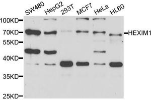 Western blot analysis of extracts of various cell lines, using HEXIM1 antibody (ABIN5973397) at 1/1000 dilution. (HEXIM1 Antikörper)