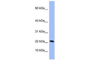 PIN4 antibody used at 1 ug/ml to detect target protein.