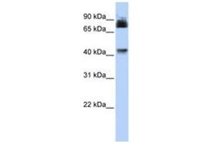 Image no. 1 for anti-Purinergic Receptor P2X, Ligand Gated Ion Channel 2 (P2RX2) (AA 36-85) antibody (ABIN6742574) (P2RX2 Antikörper  (AA 36-85))