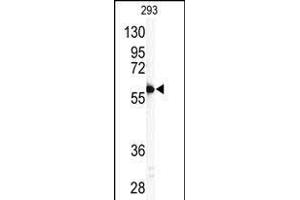 Western blot analysis of anti-P11 Antibody (C-term) (ABIN390135 and ABIN2840639) in 293 cell line lysates (35 μg/lane). (MMP11 Antikörper  (C-Term))