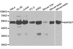 Western blot analysis of extracts of various cell lines, using MAP2K7 antibody (ABIN5971212) at 1/1000 dilution. (MAP2K7 Antikörper)