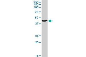 ADA MaxPab polyclonal antibody. (ADA Antikörper  (AA 1-363))