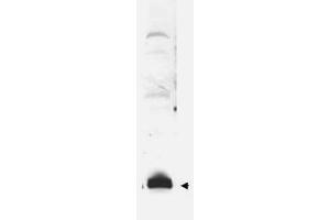 Image no. 1 for anti-Small Ubiquitin Related Modifier Protein 1 (SUMO1) antibody (ABIN297724) (SUMO1 Antikörper)