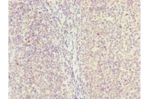 Immunohistochemistry of paraffin-embedded human tonsil tissue using ABIN7154838 at dilution of 1:100 (NYS48/HAUS8 Antikörper  (AA 166-410))